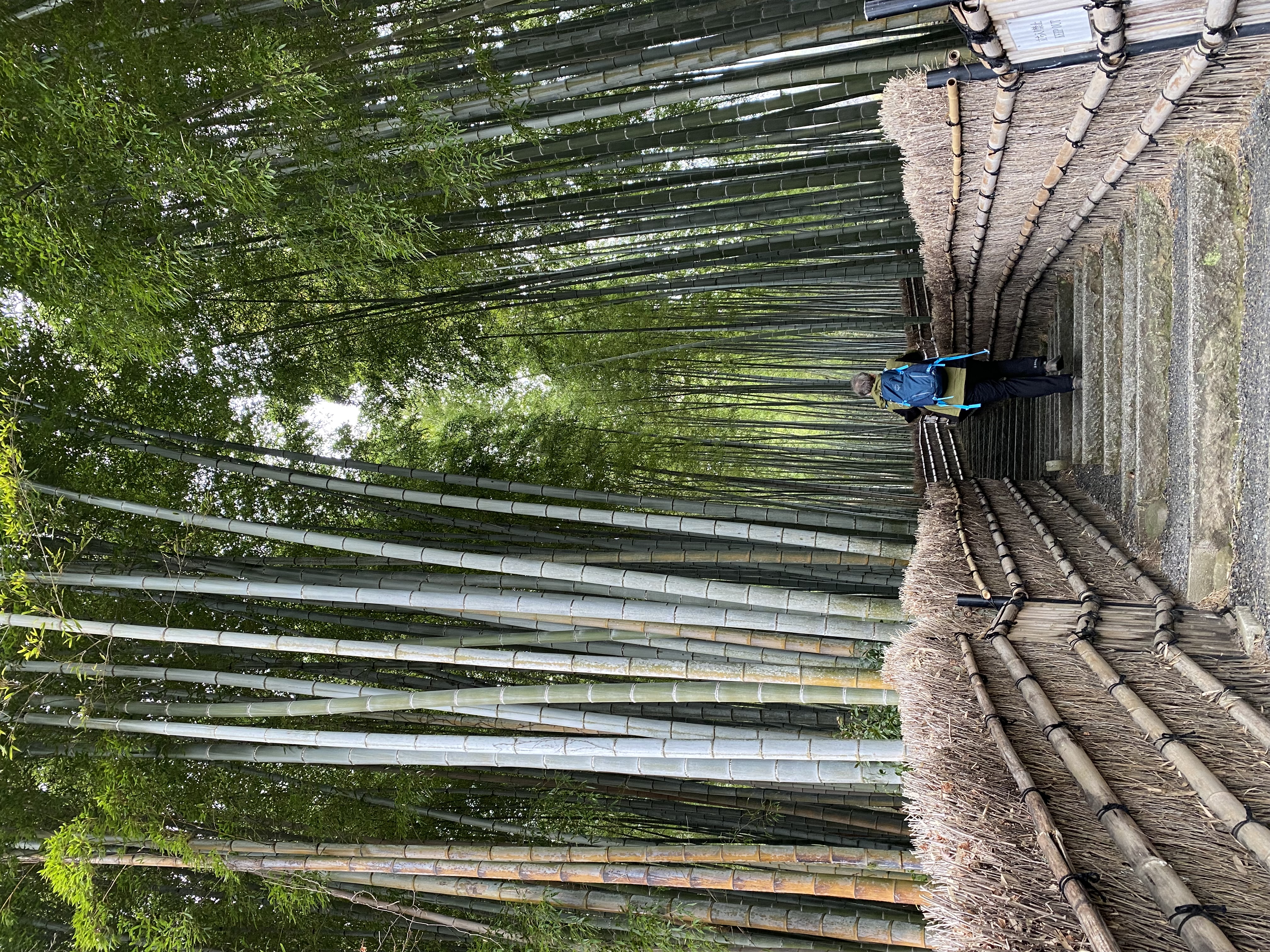 Kyoto: How to experience Arashiyama Bamboo Forest without the crowds